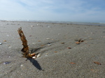 FZ015941 Weird sand and shell structure on beach.jpg